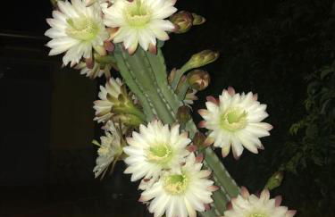 Villa Isola - Foto 21