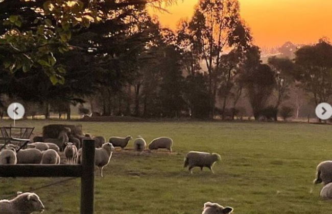 Jilly Park Farm Interactive Experience - Foto 9