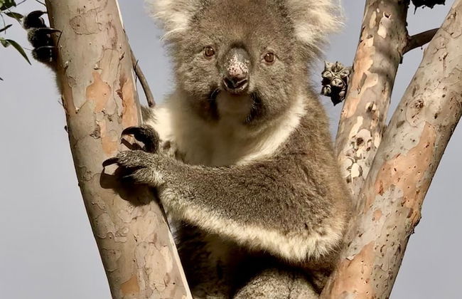 Emu Bay Holiday Homes - Photo 71