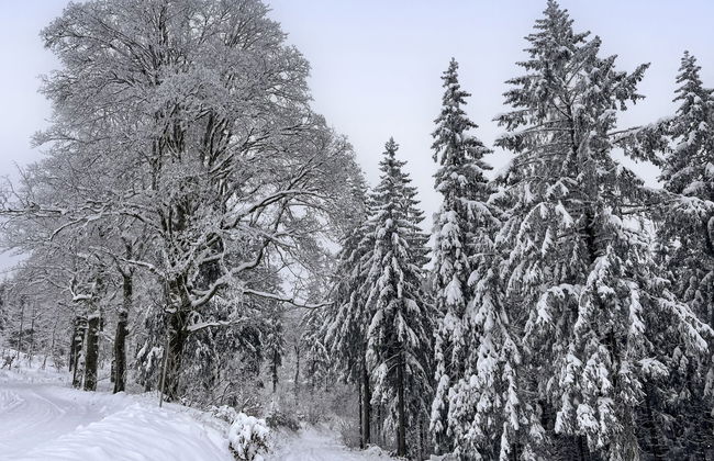 Retreat With Forest Views - Foto 48