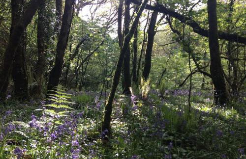 Tiny House on isolated farm by the Cornish Coast - Foto 11