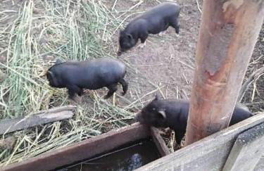 Gospodarstwo agroturystyczne - Foto 73