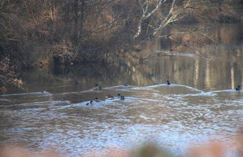 Château Le Brun - Loire Valley and vineyards - Foto 43