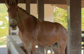 Flat Divina Paz Monte Castelo - Photo 36