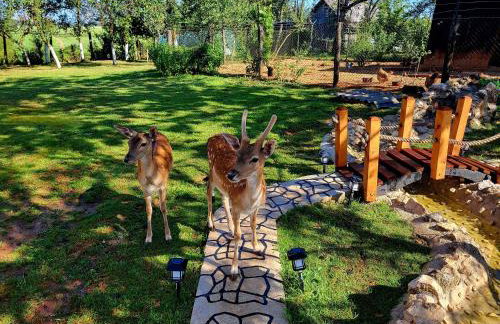 Apartment Dado - Foto 47