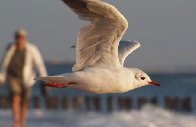 Sunny Zeeland Getaway - Photo 9