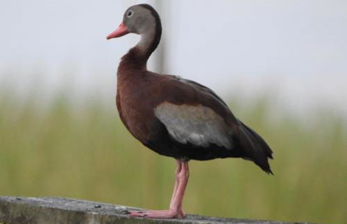 The Lake House on Lake Rosalie - Foto 11