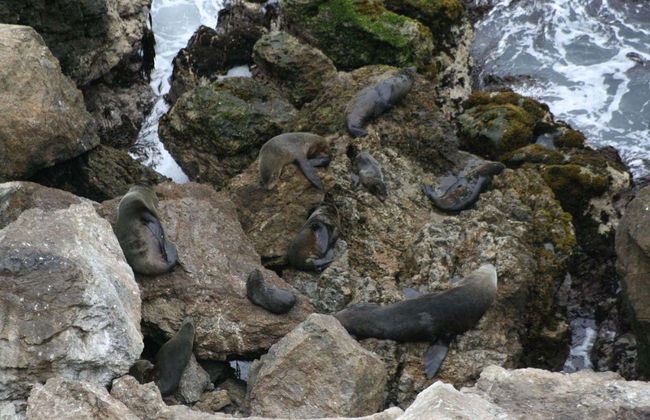 Escursione alla baia di San Fernando + Sandboarding a Nazca - Foto 2