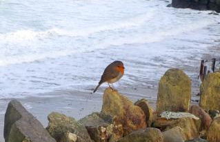 Wrens Nook - Foto 28