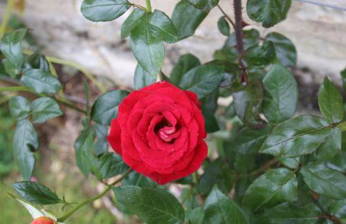 GITE MONTGOLFIÈRE 6 PERSONNES - Foto 28