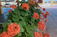 CARIBE Apartamento - Foto 30