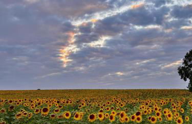 Le Champ de la Mer Villa 8 personnes et sa longère 4 personnes avec piscine - Foto 7