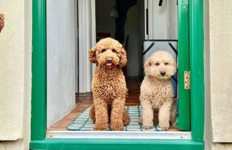 Bwthyn Bach - Foto 12