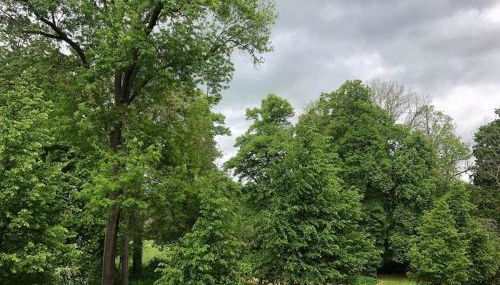 Gemütliche zentrale Wohnung in Zwickau - Foto 5, Garden view