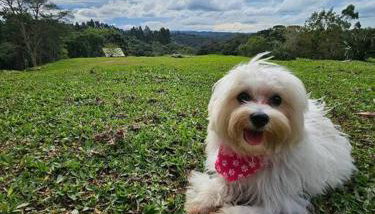 Chalé Romantico a 20km de Curitiba com banheira - Foto 5