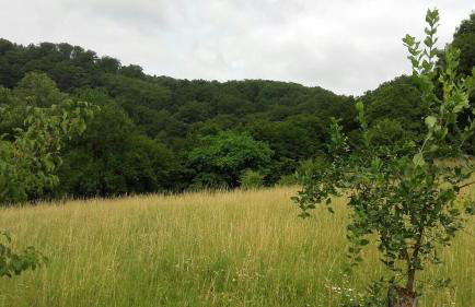Ferienwohnungen "am Fürstenweg" - Foto 13
