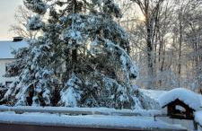 Forest Inn, retreat in nature - Foto 10