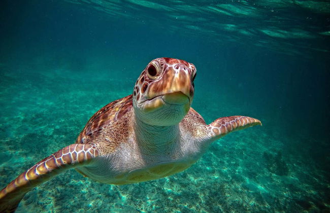 Tulum & Akumal Day Trip + Snorkelling in a Maya Cenote - Photo 4