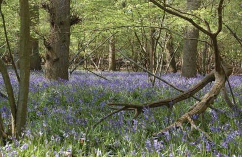 The Knox - Beautiful Two Bed Cottage Near Orford - Foto 56