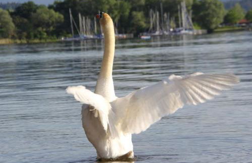 Ferienwohnungen Winkler - Foto 10