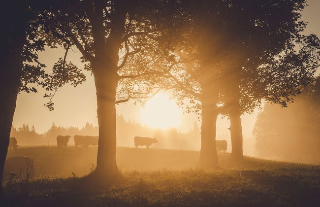 Meine Heimat - Foto 48