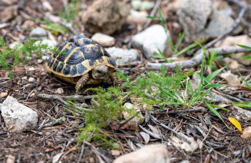 Son Bessó - Foto 13