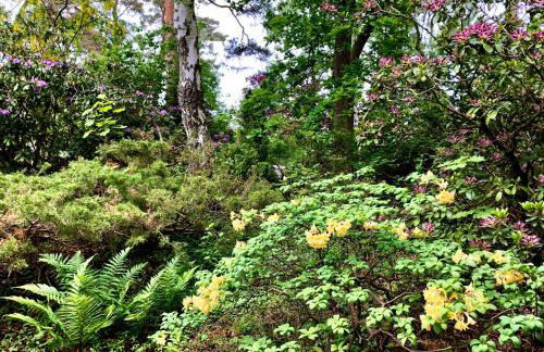 Waldhaus am Meer - Foto 13