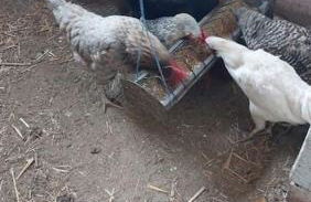 Ferienwohnung Spanbeck - Foto 33