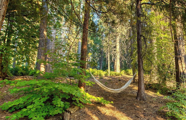 A-frame Retreat Chic and Modern Forest Views, Hammock, Outdoor Dining, Decks - Foto 36
