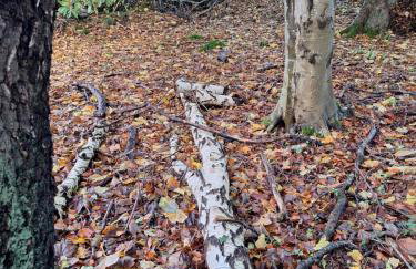 Ryan's Cottage - Photo 46