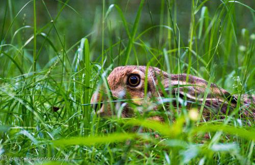 Miła Dolina - Foto 64