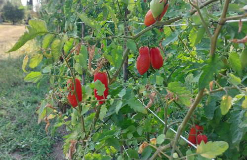 Orto delle Fate - Foto 65