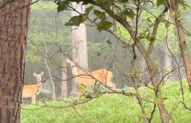 The Firefly Lodge at Shenandoah - Foto 43