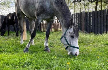 Stajnia Tarnowo Pałuckie - Foto 16