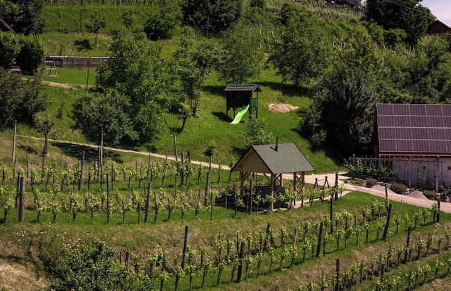 Vineyard cottage Škatlar 3 - Foto 30