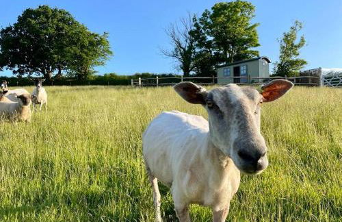 Luxury Shepherd Hut on small South Hams farm, Devon - Foto 1