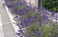 Villa Ela with Private Pool - Foto 49