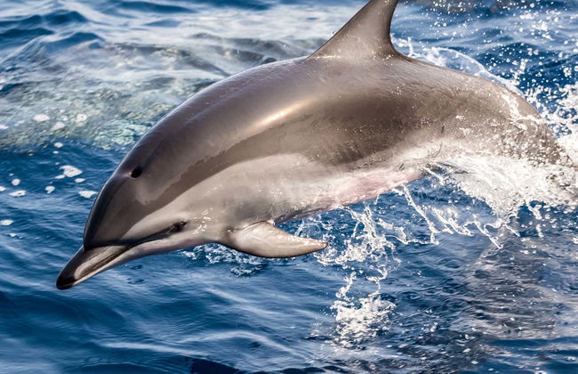 Observation de dauphins à Fuseta - Photo 1