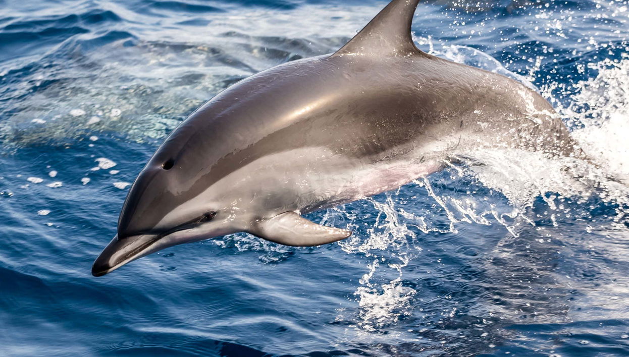 Observation de dauphins à Fuseta