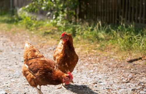 Bio Ferienhof Erzengel - Foto 31