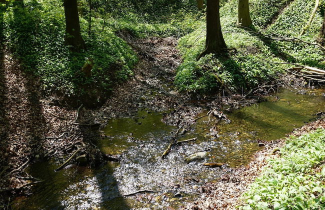 Doppelhaushalfte in Hasselfelde - Foto 22