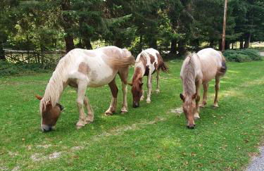 Casa - La Faggeta - Foto 22