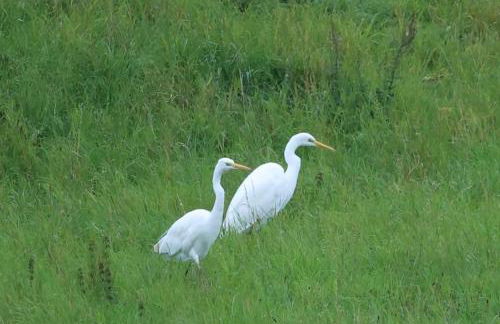 Bienenwagen Weitblick, Kamin, Sauna ganzjährig nutzbar - Foto 29