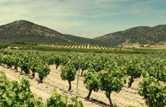 Visita a la bodega Balcona - Foto 1