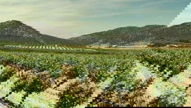 Visite du domaine viticole Balcona