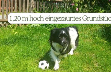 Hundeurlaub - Tiny House im Wald - Foto 7