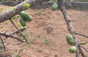 Rancho do andi - Foto 7