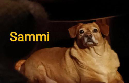 Blū House - Foto 43