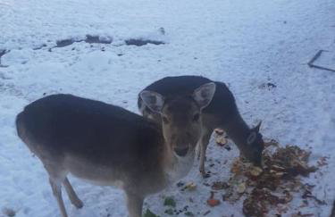 Dom na polanie - Photo 38