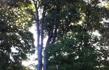 Wee Corsee - Foto 26